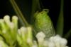 Phaneroptera nana